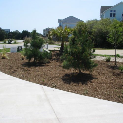 outer banks north carolina native plants southern scapes pool landscape design